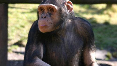 Monkey Life Season 4 Episode 2 - Episode 2