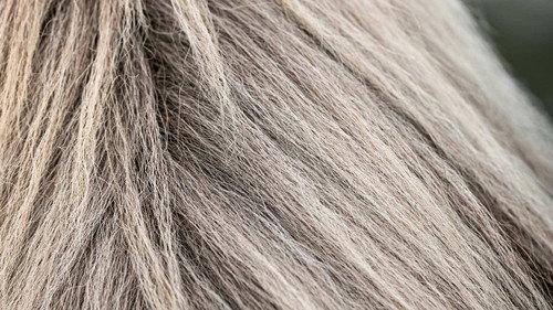 How Do They Do It? Season 13 Episode 10 - The Tesla, Horsehair Fabrics, Pool Cleaners