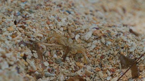 Robinson Season 24 Episode 13 - Episode 13