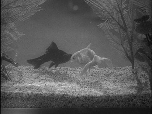 The Dick Van Dyke Show Season 2 Episode 9 - The Night the Roof Fell In