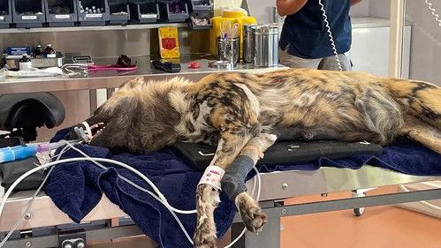 Taronga: Who's Who In The Zoo Season 4 Episode 6 - Wild Dog Masego