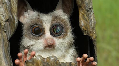 Nature Season 35 Episode 7 - Spy in the Wild: Love