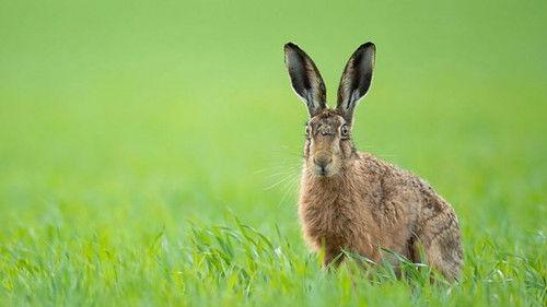 Springwatch Season 19 Episode 9 - Episode 9
