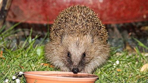 Springwatch Season 18 Episode 7 - Episode 7