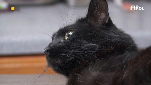 The Incredible Dr. Pol Season 21 Episode 10 - Trouble With Tater