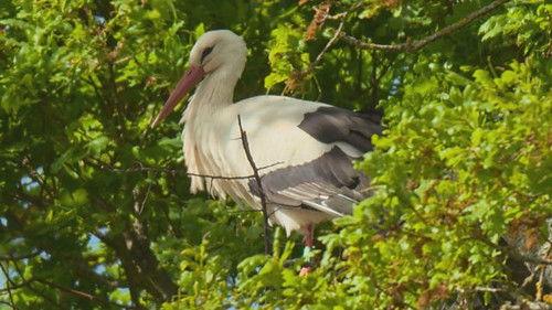 Countryfile Season 38 Episode 21 - Storrington