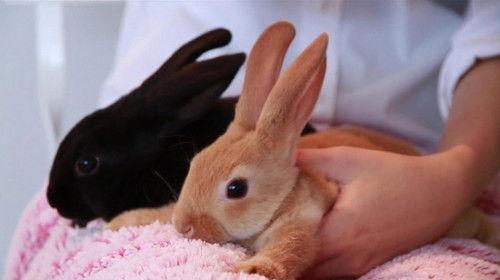 Asie Insolite Season 1 Episode 1 - Episode 1