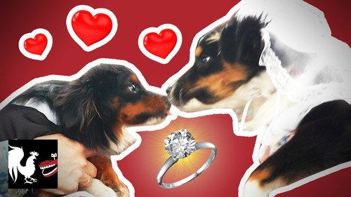 RT Life Season 9 Episode 13 - Dog Wedding: The Dumbest Thing We've Ever Done