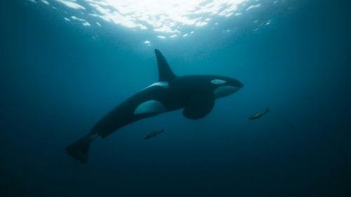 Earthsounds Season 1 Episode 8 - Atlantic Coasts