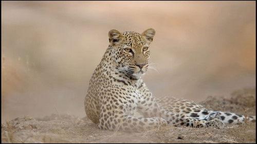 Africa's Hunters Season 3 Episode 4 - The Leopard Who Changed Her Spots