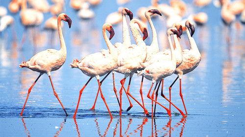 The Great Rift: Africa's Wild Heart Season 1 Episode 2 - Water