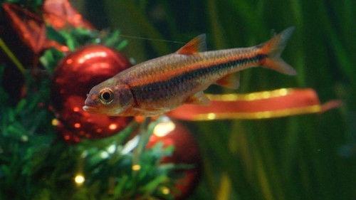 The Secret Life of the Zoo Season 6 Episode 8 - The Secret Life of the Zoo at Christmas 2018