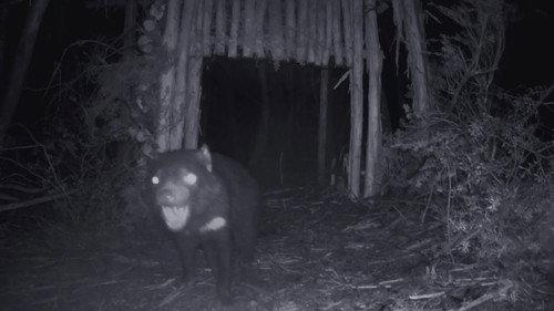 Alone Australia Season 3 Episode 5 - Episode 5