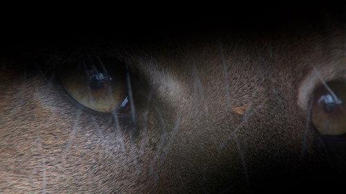 Swamp People: Serpent Invasion Season 3 Episode 2 - Snakes, Rattles and Rolls