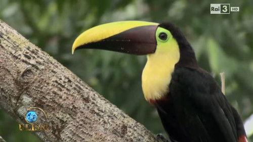 Ulisse - Il piacere della scoperta Season 15 Episode 12 - I segreti della giungla