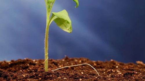 Through the Wormhole Season 4 Episode 4 - How Do Aliens Think?