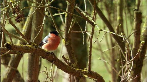 Wild Germany Season 6 Episode 4 - Episode 4