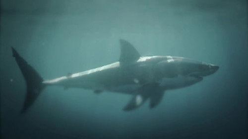 72 Dangerous Animals: Australia Season 1 Episode 6 - The Greatest Fear