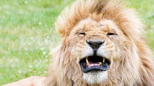 Animal Park Season 23 Episode 4 - Summer 2024: Episode 4