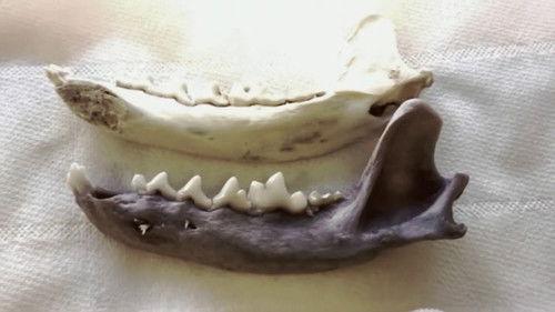 Secrets in the Ice Season 4 Episode 1 - Echoes of the Lost Mountaineer