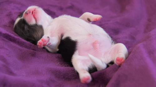 Too Cute Season 4 Episode 8 - Supersized Pups