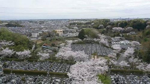 Document 72 Hours Season 10 Episode 14 - Jumokuso: Resting Beneath a Cherry Tree