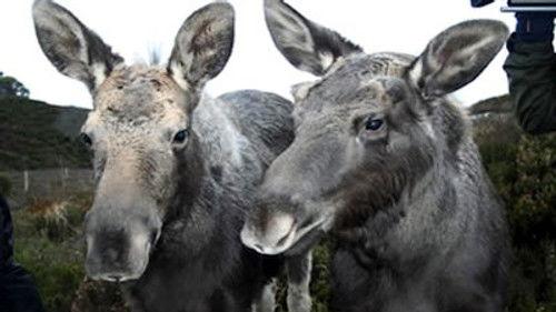 Natural World Season 27 Episode 12 - Moose In The Glen