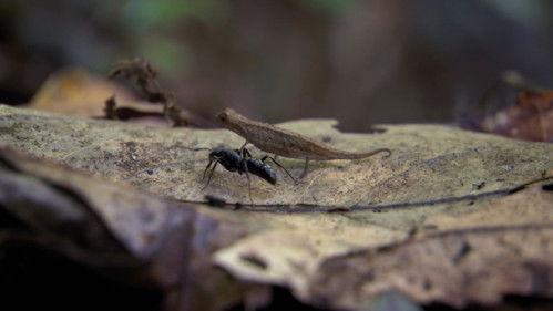 Round Planet Season 1 Episode 5 - Madagascar