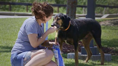 Pit Bulls and Parolees Season 15 Episode 4 - Danger Ahead