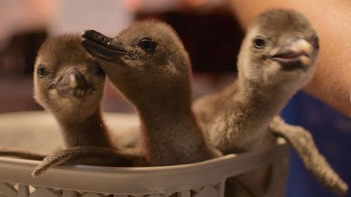 Born to Be Wild Season 1 Episode 3 - The Penguin Chick