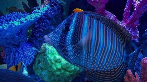 Tanked Season 3 Episode 8 - Fermenting Donuts