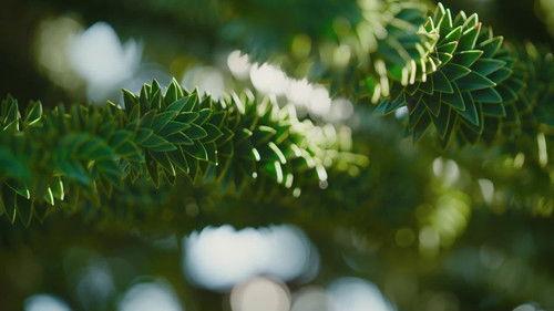 Natur im Garten Season 27 Episode 10 - Episode 10