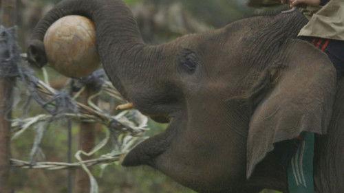 Earth: A New Wild Season 1 Episode 3 - Forests