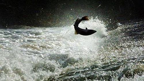 Natural World Season 18 Episode 15 - Salmon: The Silver Tide