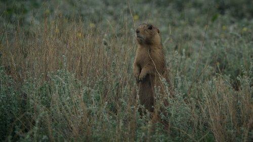 Prairie Dog Manor Season 1 Episode 9 - A Flood of Trouble