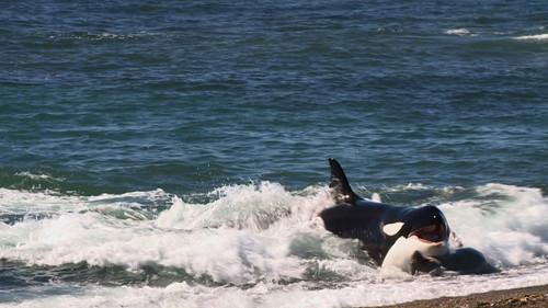 Wild Argentina Season 1 Episode 2 - Killer Coast