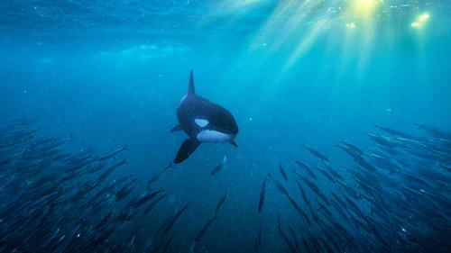 Ut i naturen Season 27 Episode 4 - Episode 4