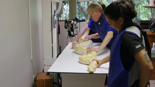 Animal ER Season 1 Episode 2 - PO'ed Python