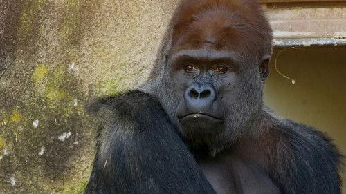 Taronga: Who's Who in the Zoo Season 6 Episode 2 - Gorilla Warfare