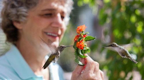 Nature Season 43 Episode 13 - Hummingbirds of Hollywood