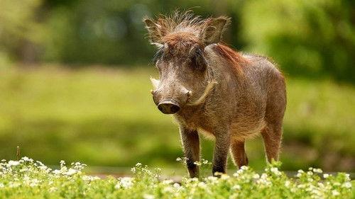 The Secret Life of the Zoo Season 5 Episode 6 - Episode 6