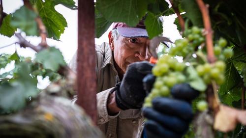 Independent Lens Season 20 Episode 18 - Harvest Season; The Seed Saver