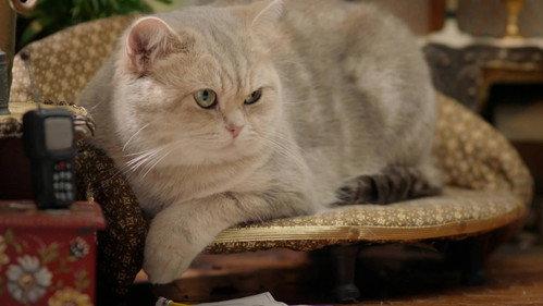 Poesjes Season 2 Episode 8 - Episode 8