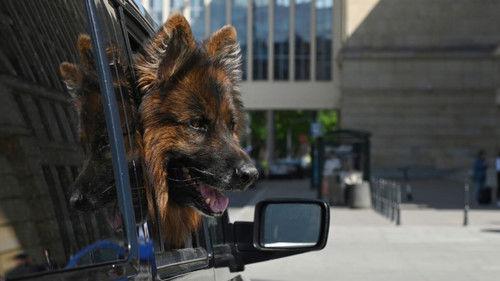 Komisarz Alex Season 20 Episode 3 - Episode 3