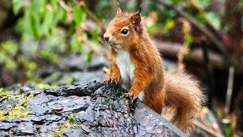 Springwatch Season 16 Episode 4 - Episode 4