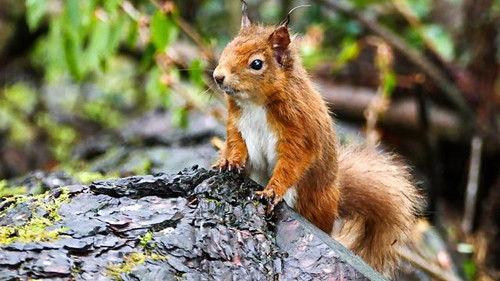 Springwatch Season 16 Episode 4 - Episode 4