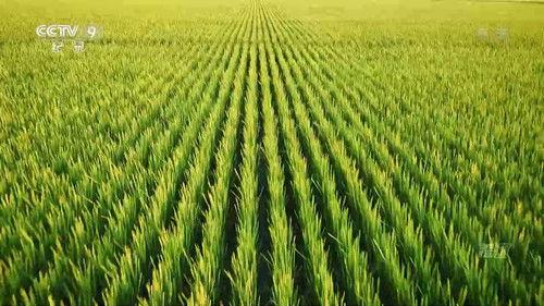 China's Mega Projects Season 3 Episode 1 - Food