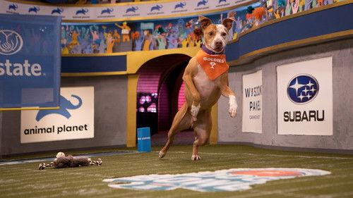 Pit Bulls and Parolees Season 14 Episode 6 - The Villalobos Bowl