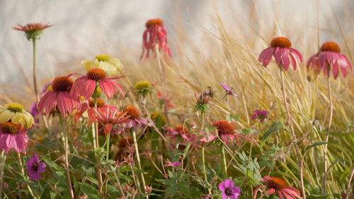 Gardening Australia Season 37 Episode 3 - Episode 3 Summer: Arid Botanic Garden & Home Orchard