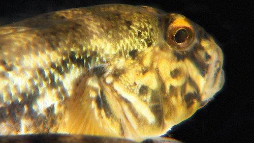Great Lakes Wild Season 1 Episode 3 - The Goby Effect